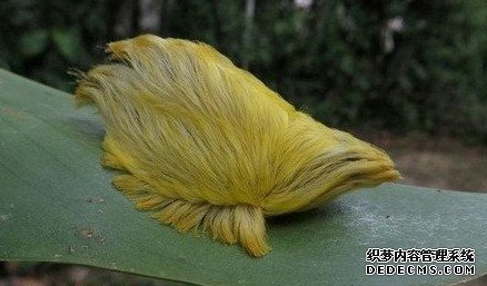 热带雨林区怪异奇奥的天然景观