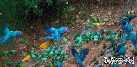 热带雨林区怪异奇奥的天然景观