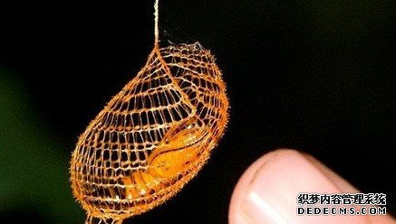 热带雨林区怪异奇奥的天然景观