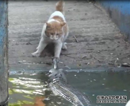 猫咪大战鳄鱼 持续“两巴掌”扇向鳄鱼
