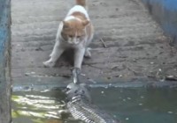 è���ս���� �����������ơ���������