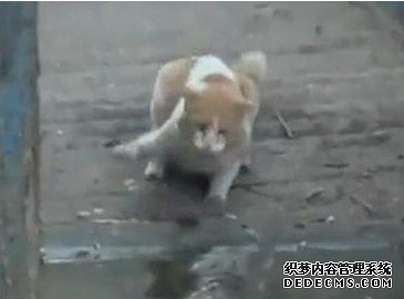 猫咪大战鳄鱼 持续“两巴掌”扇向鳄鱼