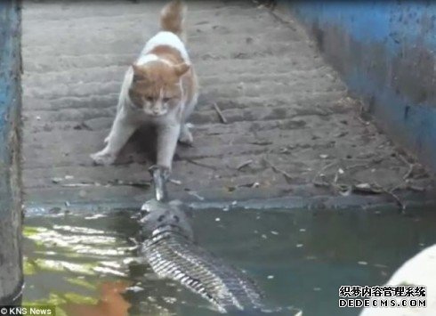 è���ս���� �����������ơ���������