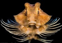 ����������̽�ؼ����