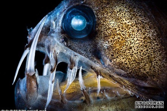 诡异深海“怪物”探秘加州深海