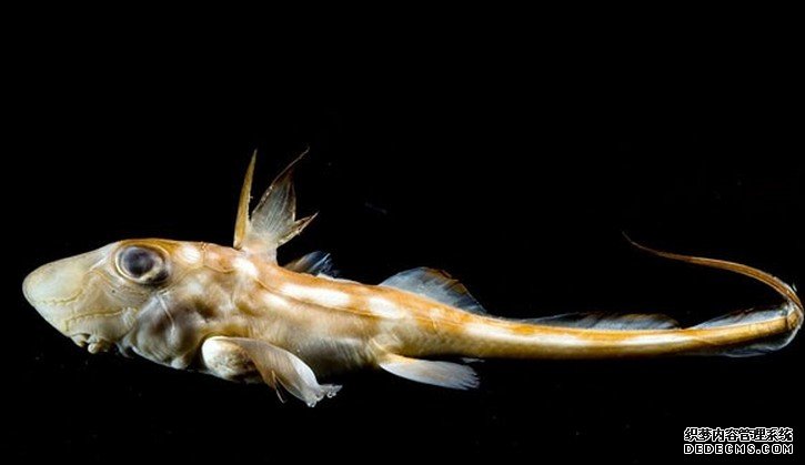 ����������̽�ؼ����