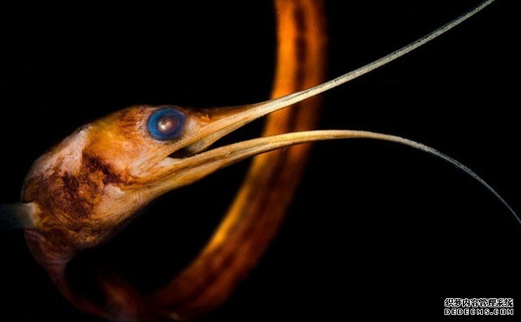 ����������̽�ؼ����