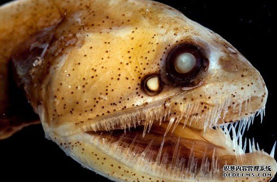 ����������̽�ؼ����