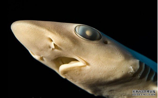 ����������̽�ؼ����