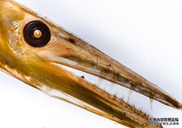 ����������̽�ؼ����