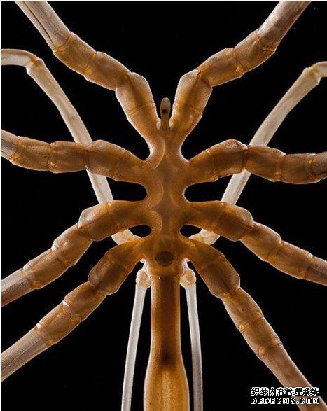 ����������̽�ؼ����