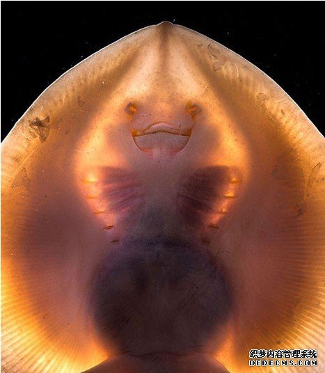 ����������̽�ؼ����