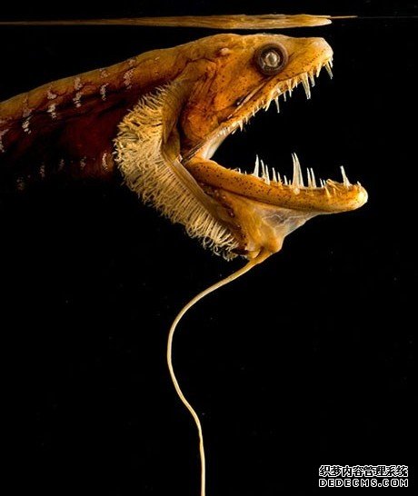 ����������̽�ؼ����