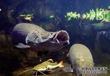 天下上最大的湄公河巨型鲶鱼