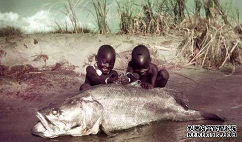 天下上最大的湄公河巨型鲶鱼