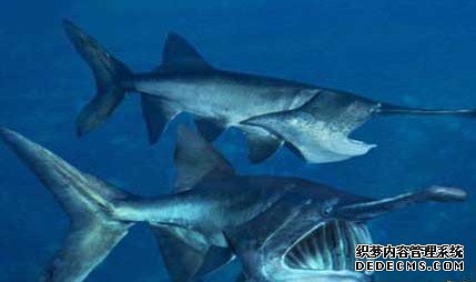 天下上最大的湄公河巨型鲶鱼