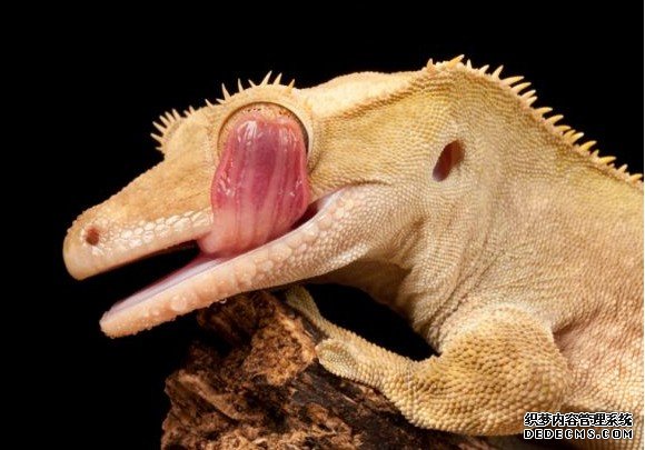 Ӣ��������Ұ��Ծ��԰��Ĺ���ڻ�