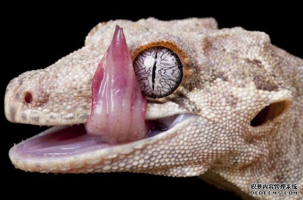 Ӣ��������Ұ��Ծ��԰��Ĺ���ڻ�