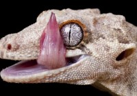 Ӣ��������Ұ��Ծ��԰��Ĺ���ڻ�