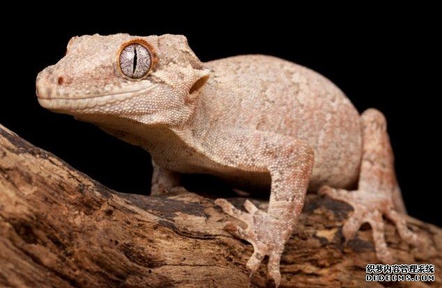 Ӣ��������Ұ��Ծ��԰��Ĺ���ڻ�