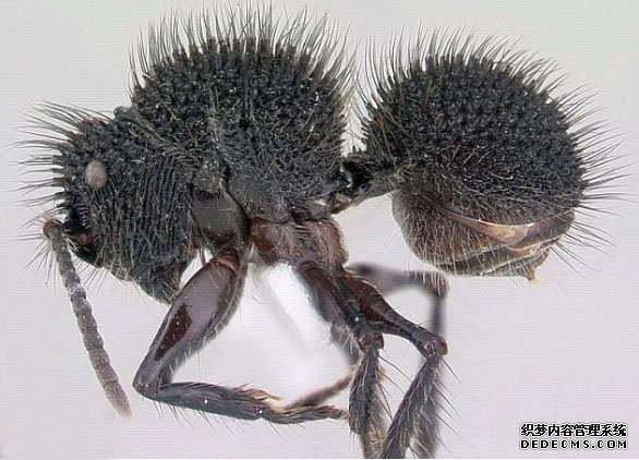 �����˹�ӵ�418�ֹ�������