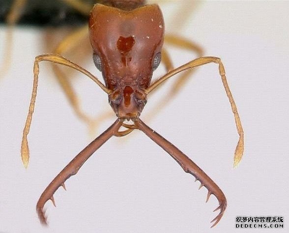 �����˹�ӵ�418�ֹ�������