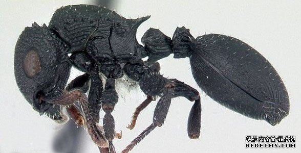 �����˹�ӵ�418�ֹ�������