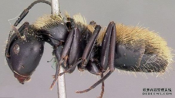 �����˹�ӵ�418�ֹ�������