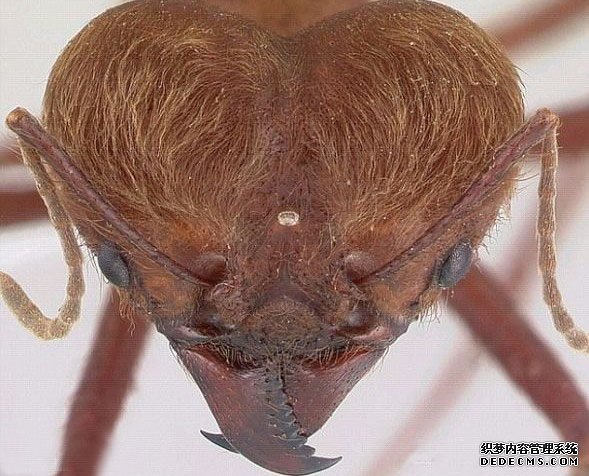 �����˹�ӵ�418�ֹ�������