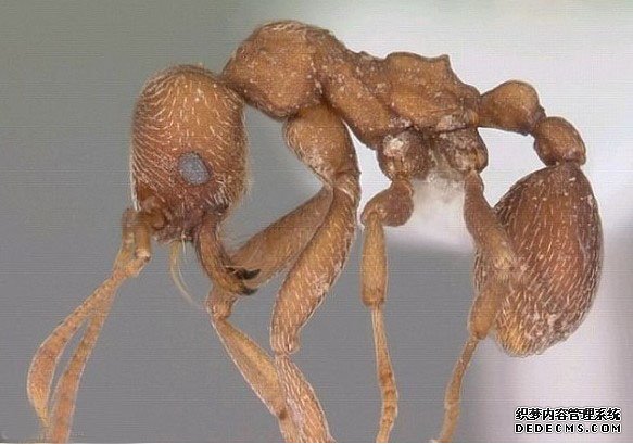 �����˹�ӵ�418�ֹ�������