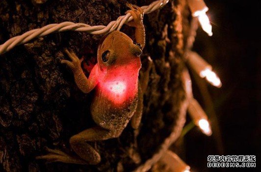 �������Żᷢ�����Ｆ