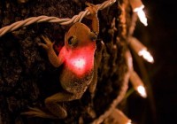 �������Żᷢ�����Ｆ