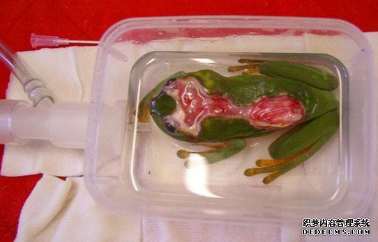 �������Żᷢ�����Ｆ