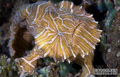 动物奇闻新鱼类物种“迷幻躄鱼”