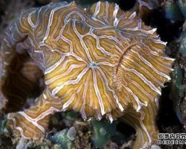 �����������������֡��Ի��L�㡱