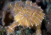 �����������������֡��Ի��L�㡱