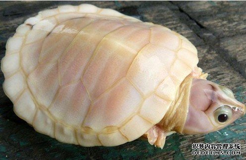 �����������������֡��Ի��L�㡱