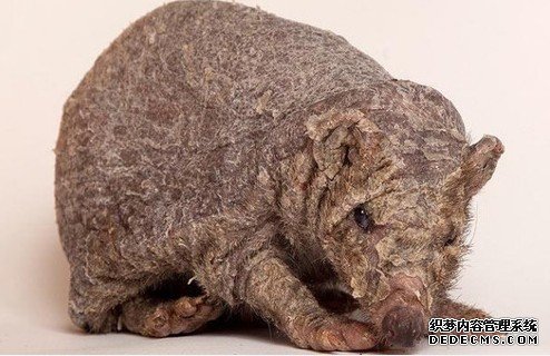 动物奇闻新鱼类物种“迷幻躄鱼”