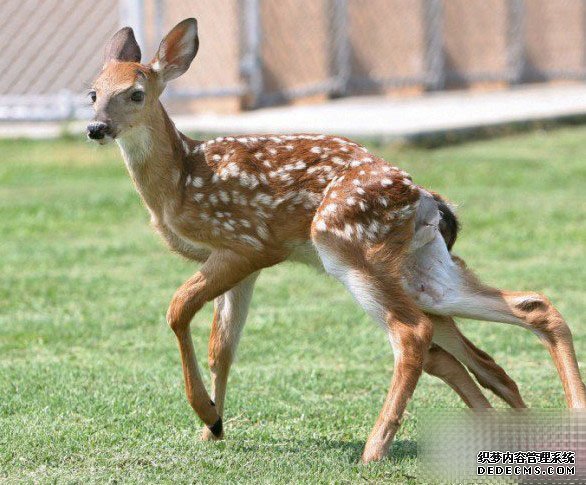 天下上10种“变异怪兽”新吉尼斯