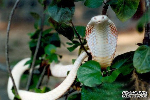 ������10�֡�������ޡ��¼���˹