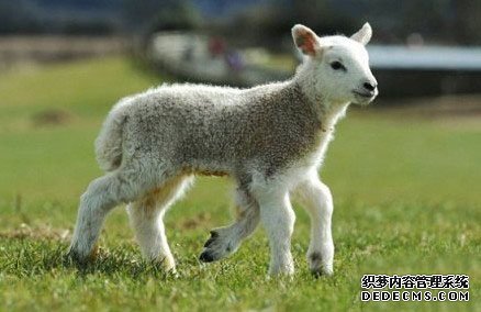 五条腿的小羊 农场的小明星