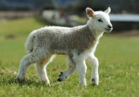 �����ȵ�С�� ũ����С����