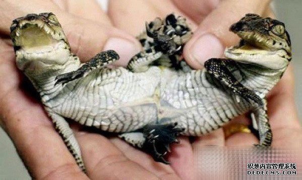 ������10�֡�������ޡ��¼���˹