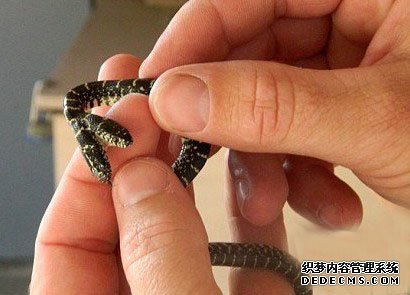美园丁发明畸形“双头蛇” 两脑相争恐夭折