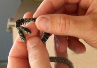 ��԰���������Ρ�˫ͷ�ߡ� ����������ز��