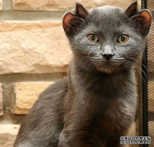 ��������Сè����4ֻ���� ���������ǹ���