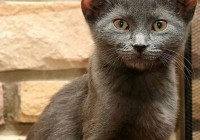 ��������Сè����4ֻ���� ���������ǹ���