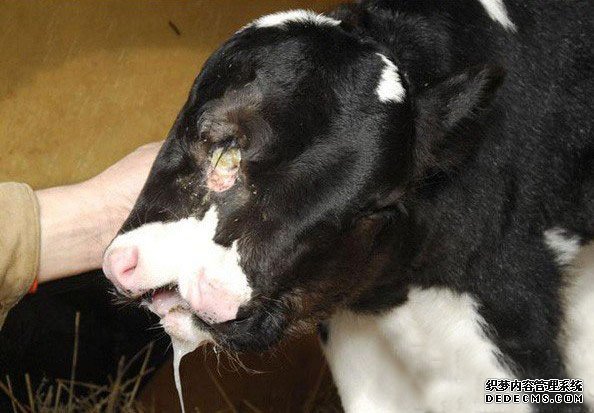 美国奶牛生下有数双面牛 长有四只眼睛