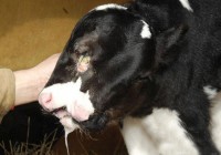 ������ţ��������˫��ţ ������ֻ�۾�