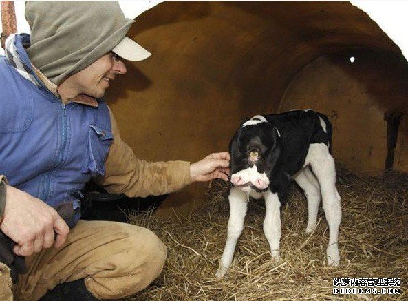 ������ţ��������˫��ţ ������ֻ�۾�